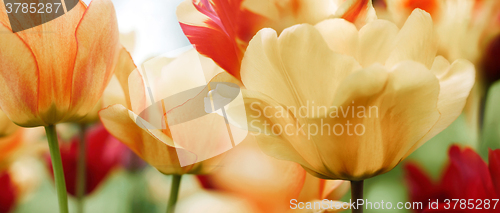 Image of spring tulips in a garden, high key