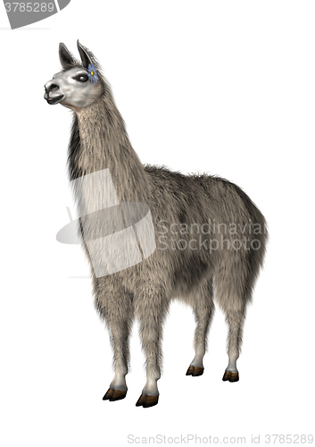 Image of Llama or Lama on White