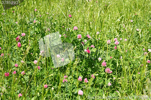 Image of Clover flowering on the meadow