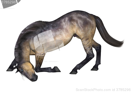 Image of Grulla Horse on White