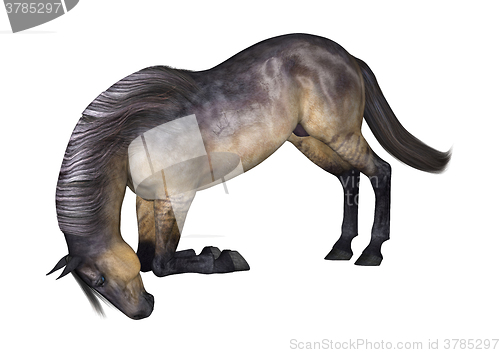 Image of Grulla Horse on White
