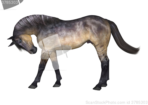 Image of Grulla Horse on White