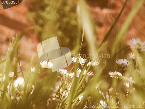 Image of Retro looking Daisy picture
