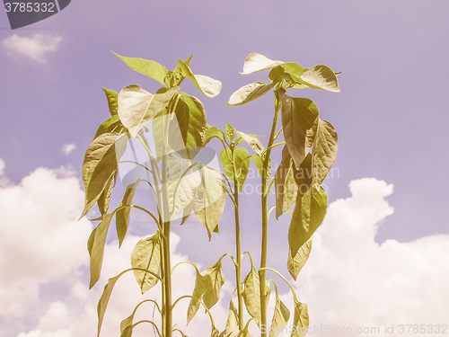 Image of Retro looking Plug pepper plant