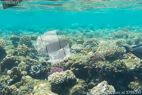 Image of Underwater coral reefs