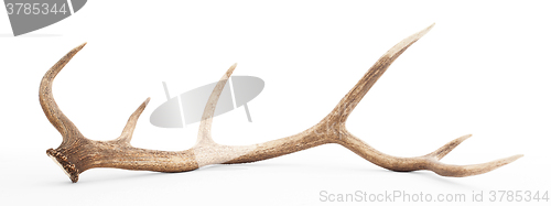 Image of Large antler isolated on white background