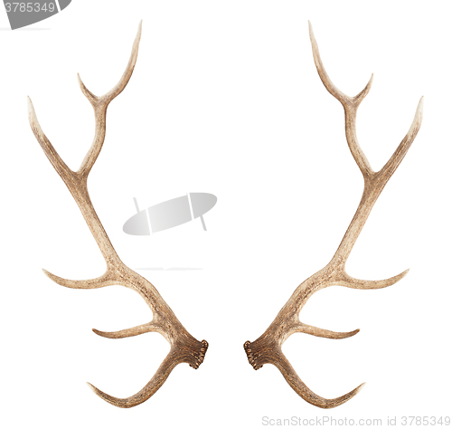 Image of Large antler isolated on white background