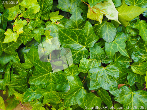 Image of Green ivy background