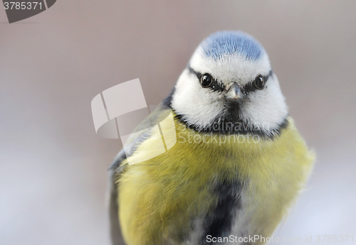 Image of Eurasian Blue Tit