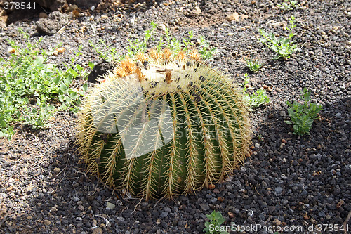 Image of Cactus ball