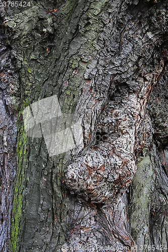 Image of Old tree bark closeup