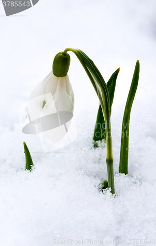 Image of Snowdrop in snow