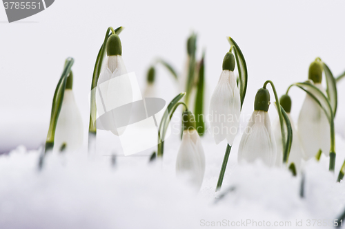 Image of Snowdrops in snow