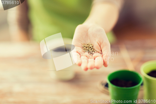 Image of close up of woman hand holding seeds