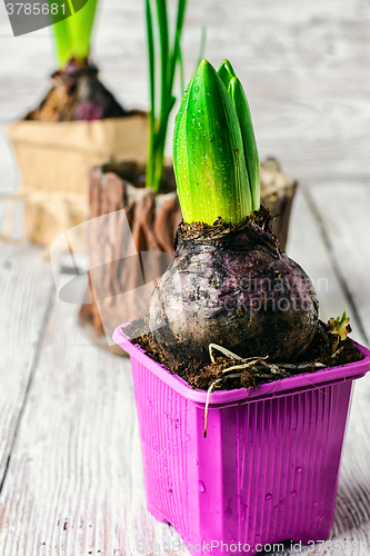 Image of Spring hyacinth bulbs