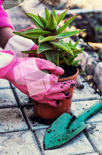 Image of Spring,plants,care