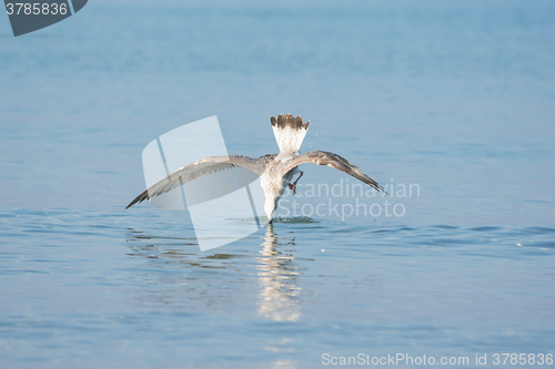 Image of Mediterranean gull in flight diving for fish in the water