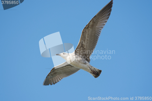 Image of Common yellow-legged gull soars in the sky