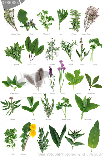 Image of Large Herb Selection