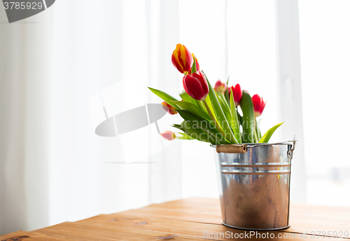 Image of close up of tulip flowers