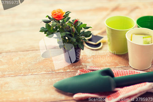 Image of close up of rose flower and garden tools on table