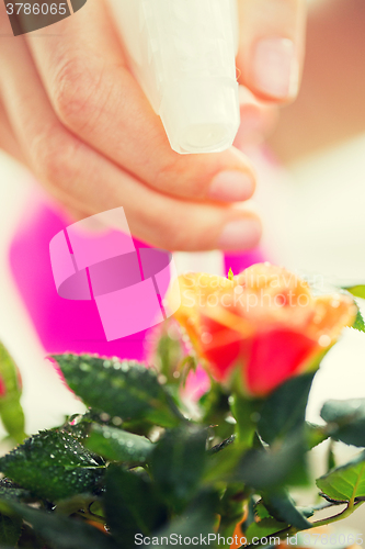 Image of close up of woman hand spraying rose flower