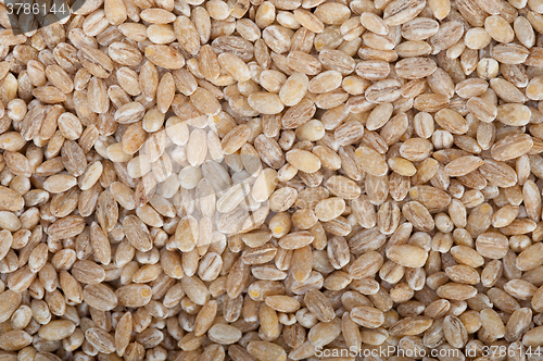Image of organic wheat grains 