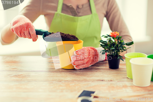 Image of close up of woman hands planting roses in pot