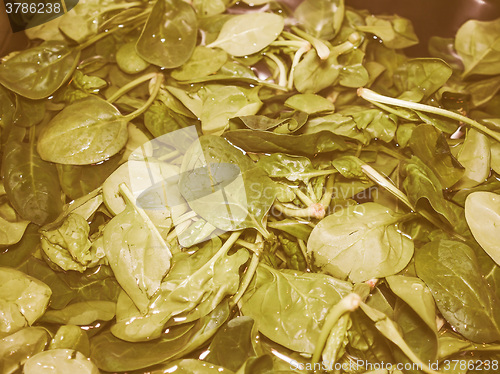 Image of Retro looking Spinach leaves