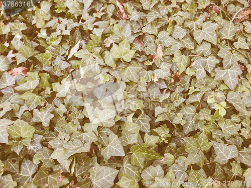 Image of Retro looking Ivy