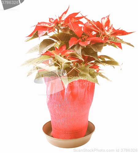 Image of Retro looking Poinsettia