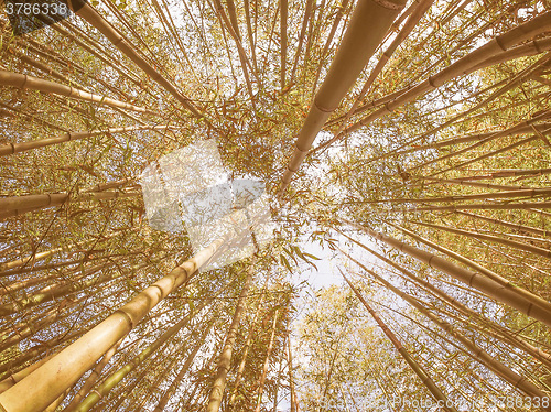 Image of Retro looking Bamboo tree