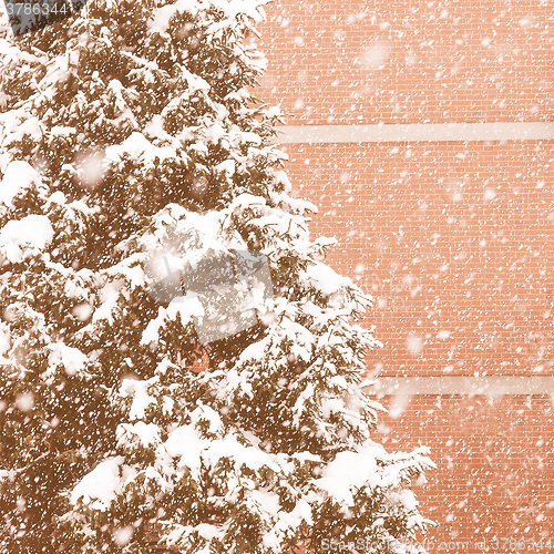 Image of Retro looking Pine tree
