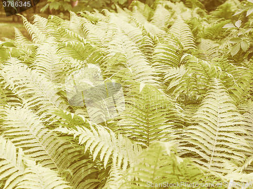 Image of Retro looking Ferns leaves