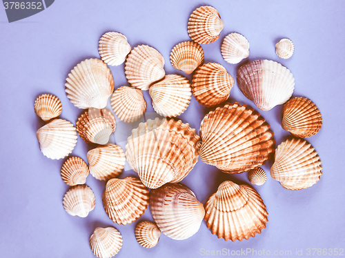 Image of  Shells vintage