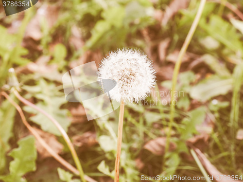 Image of Retro looking Dandelion flower