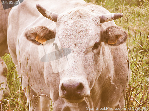 Image of Retro looking Cow picture