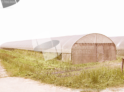 Image of  Greenhouse picture vintage