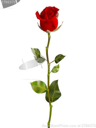 Image of Valentines Day Sweet Red Roses. EPS 10