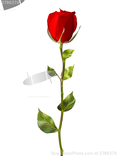 Image of Single red rose isolated on white. EPS 10