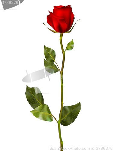 Image of Realistic red vector rose. EPS 10