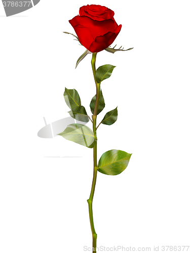 Image of Red Rose isolated on white. EPS 10