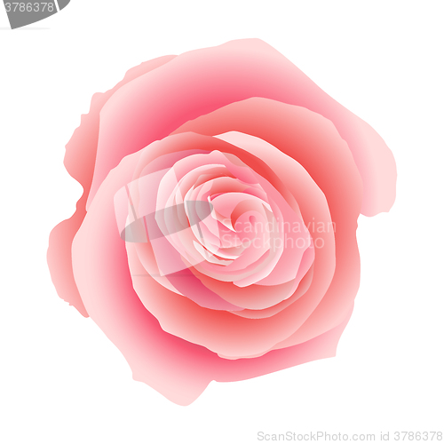 Image of Pink rose isolated. EPS 10