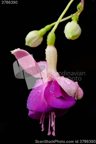 Image of Fuchsia flower or Onagraceae