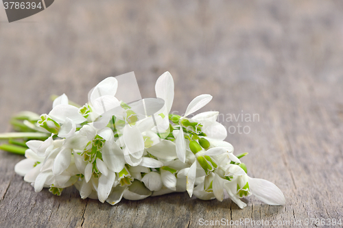 Image of Snowdrops bucket on wooden background