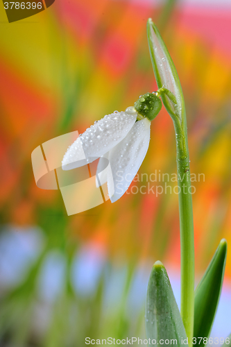 Image of  Snowdrops and water drops