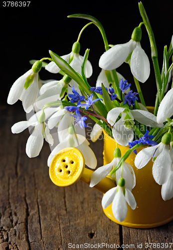 Image of Snowdrops in a decorative bucket 