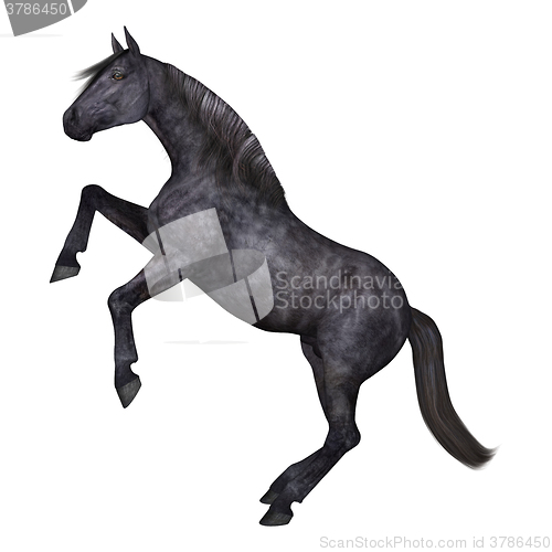 Image of Black Horse on White