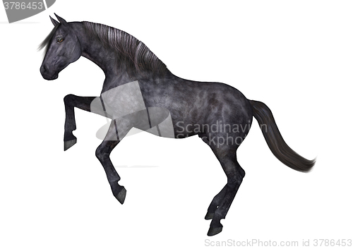 Image of Black Horse on White