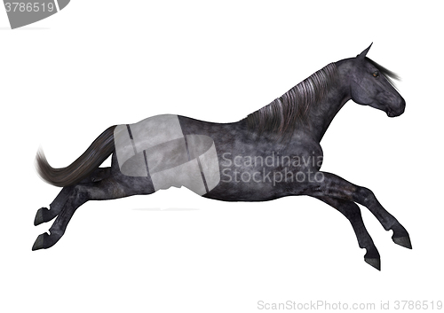 Image of Black Horse on White